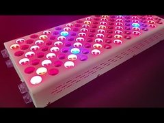 600Wの保育器 赤光療法装置 赤ニールスペクトル 完璧肌のカスタマイズ